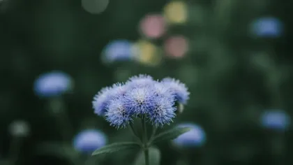 Ageratum illustrated plant card