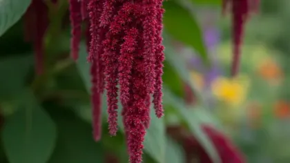 Love-Lies-Bleeding illustrated plant card