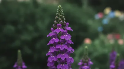 Angelonia illustrated plant card