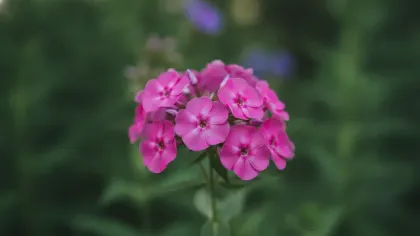 Annual Phlox illustrated plant card