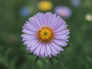 Aster illustrated plant card