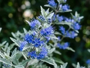 Bluebeard illustrated plant card