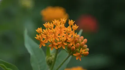 Butterfly Weed illustrated plant card