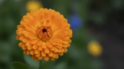 Calendula illustrated plant card