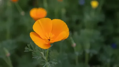 California Poppy illustrated plant card