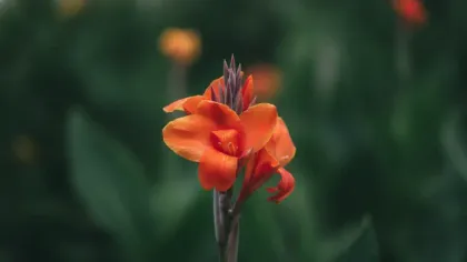Canna Lily illustrated plant card