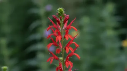 Cardinal Flower illustrated plant card