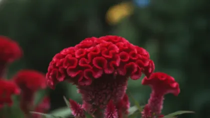 Celosia illustrated plant card
