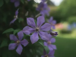 Clematis illustrated plant card
