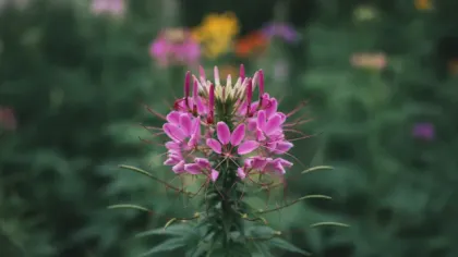Cleome illustrated plant card