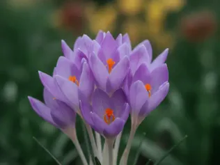 Autumn Crocus illustrated plant card