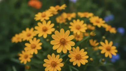 Coreopsis illustrated plant card