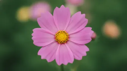 Cosmos illustrated plant card
