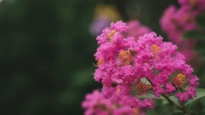 Crape Myrtle illustrated plant card