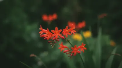 Crocosmia illustrated plant card