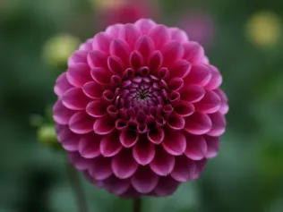 Dahlia illustrated plant card