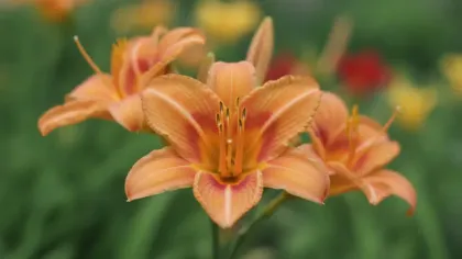 Daylily illustrated plant card