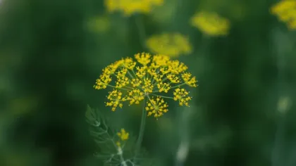 Dill illustrated plant card
