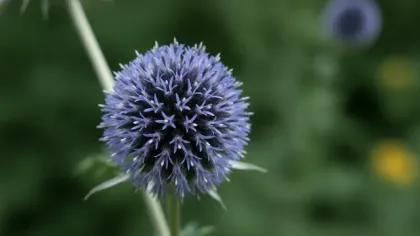 Globe Thistle illustrated plant card