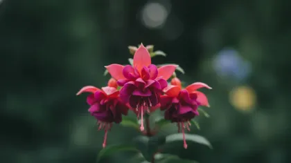 Fuchsia illustrated plant card