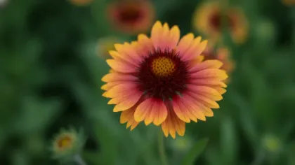 Blanket Flower illustrated plant card