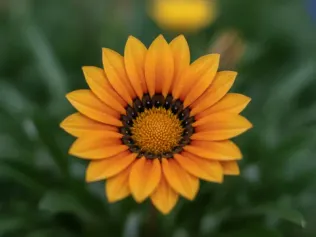 Gazania illustrated plant card