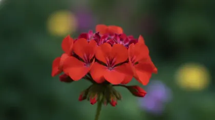 Geranium (Annual) illustrated plant card