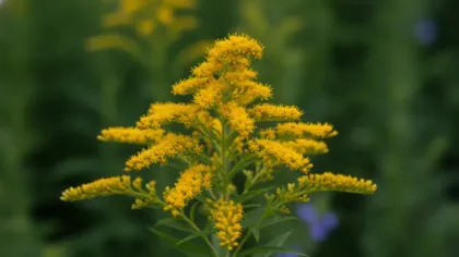 Goldenrod illustrated plant card