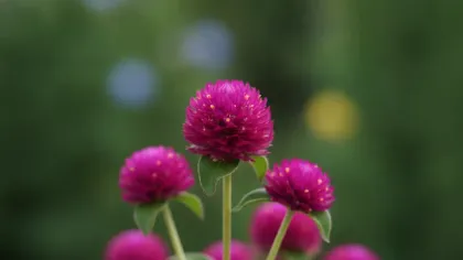 Globe Amaranth illustrated plant card