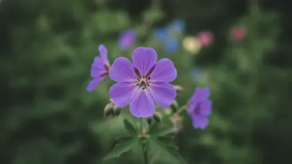Hardy Geranium illustrated plant card