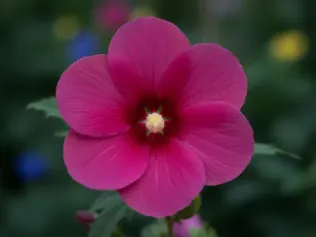 Hardy Hibiscus illustrated plant card