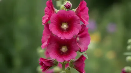 Hollyhock illustrated plant card
