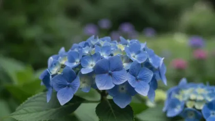 Bigleaf Hydrangea illustrated plant card