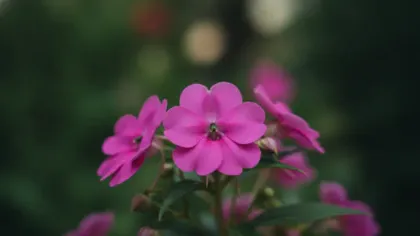 Impatiens illustrated plant card