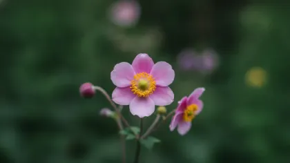 Japanese Anemone illustrated plant card