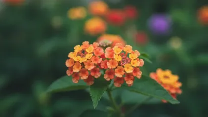 Lantana illustrated plant card