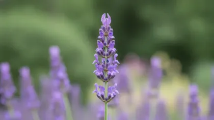 Lavender illustrated plant card