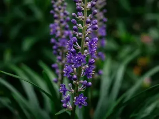 Royal Purple Lilyturf illustrated plant card