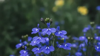 Lobelia illustrated plant card