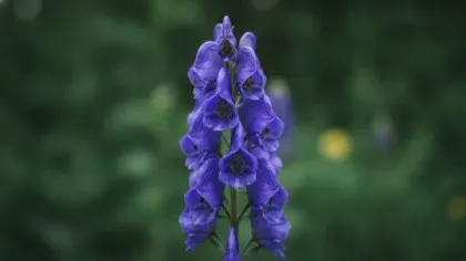 Monkshood illustrated plant card
