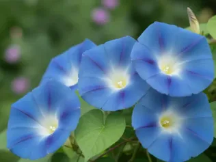 BloomsEye - Garden Plant Finder & Bloom Calendar