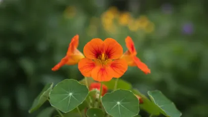 Nasturtium illustrated plant card