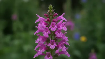 Obedient Plant illustrated plant card