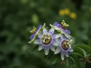 Passionflower illustrated plant card