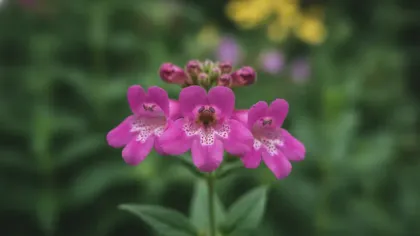 Penstemon illustrated plant card