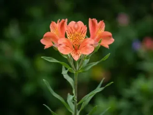 Peruvian Lily illustrated plant card