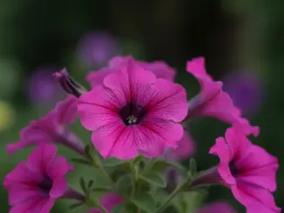 Petunia illustrated plant card