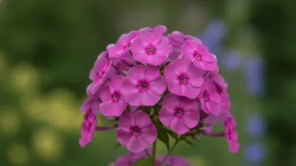 Garden Phlox illustrated plant card