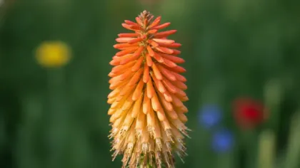 Red Hot Poker illustrated plant card