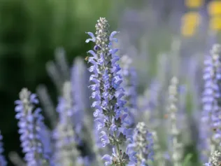 Russian Sage illustrated plant card